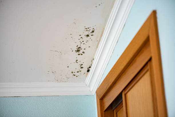 Best Toxic Mold Removal  in Branford Center, CT
