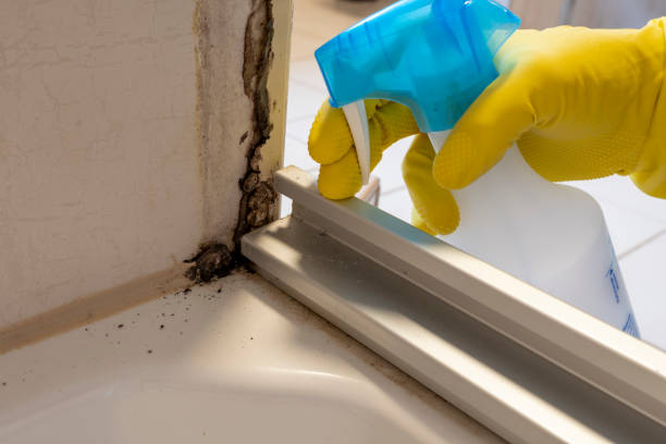 Best Fast Mold Removal  in Branford Center, CT