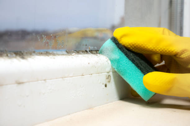 Best Residential Mold Removal  in Branford Center, CT