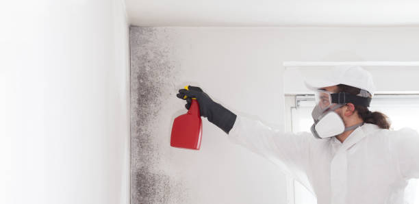 Best Mold Damage Repair  in Branford Center, CT