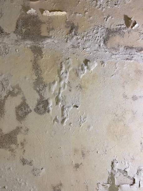 Best Local Mold Removal Service  in Branford Center, CT