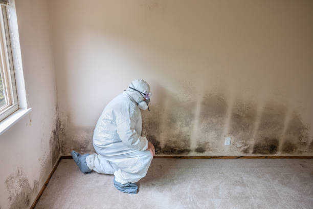 Best Mold Remediation Services  in Branford Center, CT