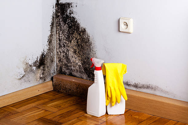 Best Certified Mold Removal  in Branford Center, CT