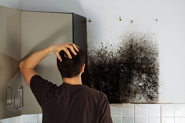 Best Affordable Mold Removal  in Branford Center, CT