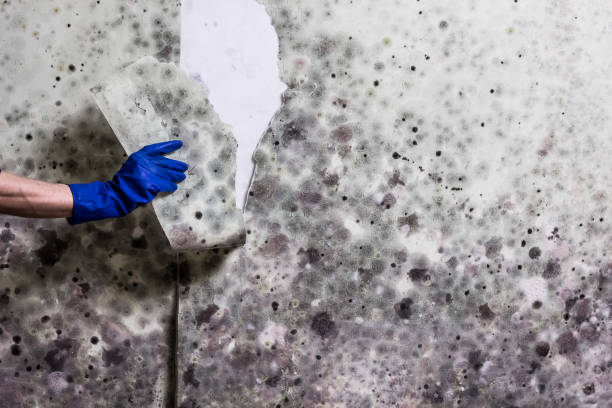 Mold Removal Process in Branford Center, CT