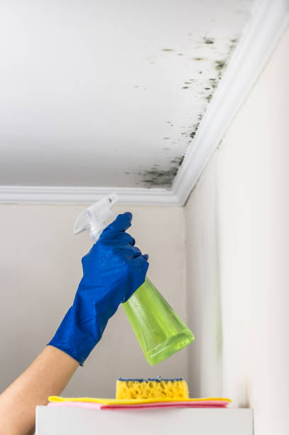 Best Toxic Mold Removal  in Branford Center, CT