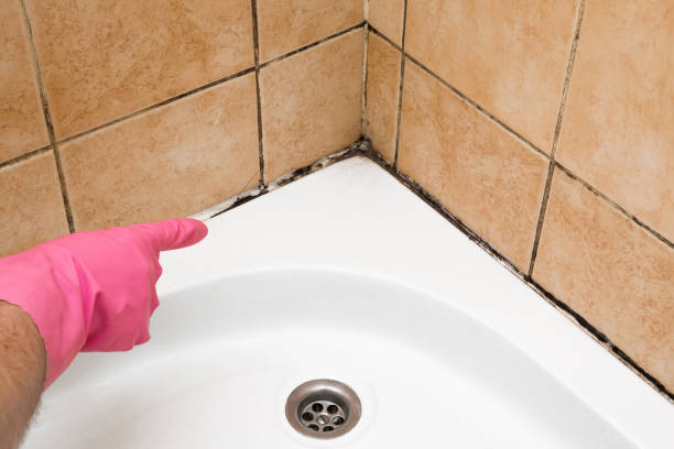 Best Mold Remediation  in Branford Center, CT